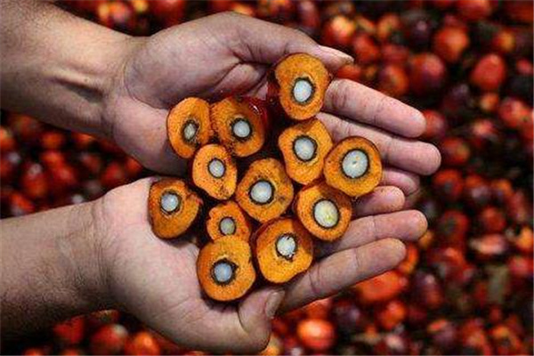 世界上最大的棕榈油生产国：马来西亚（产量巨大）