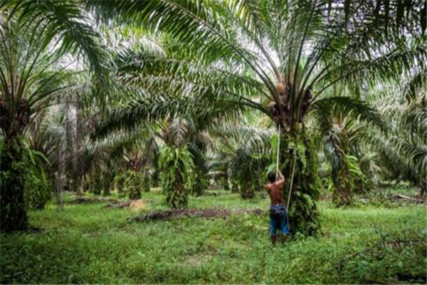 世界上最大的棕榈油生产国：马来西亚（产量巨大）