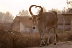 世界上牛最多的国家：印度（世界第二大牛奶生产国）