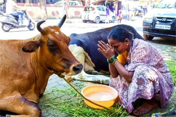 世界上牛最多的国家：印度（世界第二大牛奶生产国）