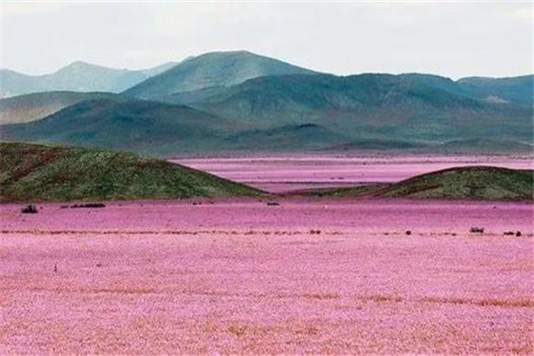 世界上环境最恶劣的沙漠：阿塔卡玛沙漠（近百年无降雨）