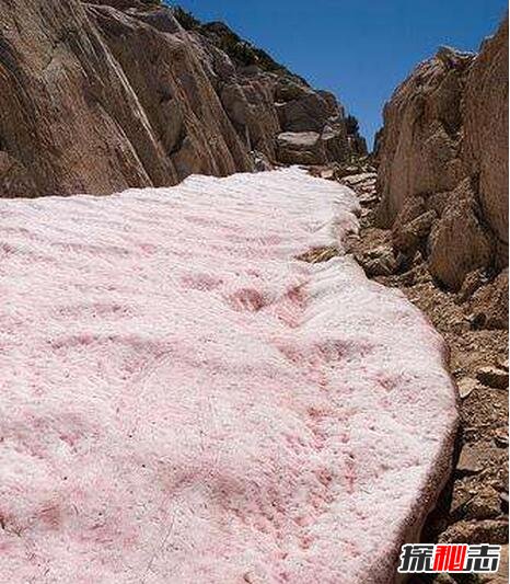 世界上罕见的粉红色西瓜雪，带有新鲜西瓜味还可以吃