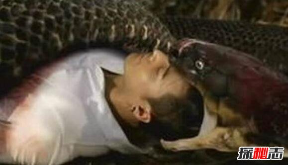 马来西亚蟒蛇吞人事件，缠死后人头被吞进蛇腹(视频)
