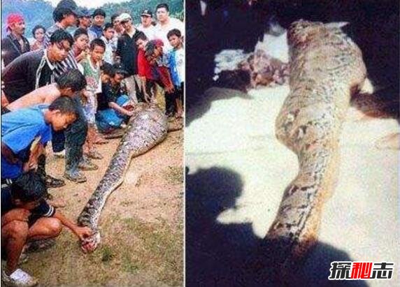 马来西亚蟒蛇吞人事件，缠死后人头被吞进蛇腹(视频)