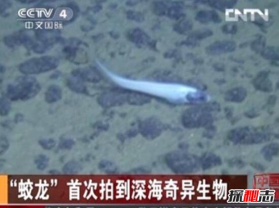 2017蛟龙号下潜深度时间，蛟龙号发现的恐怖生物吓死人