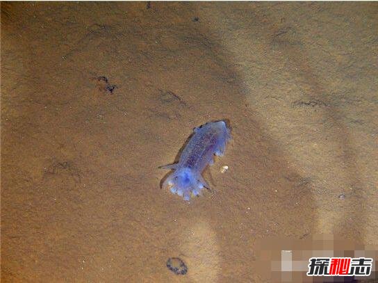 2017蛟龙号下潜深度时间，蛟龙号发现的恐怖生物吓死人