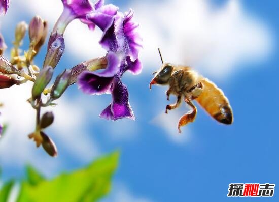 科学解析蜜蜂的飞行之谜，腹部有特殊运动能力支撑飞行