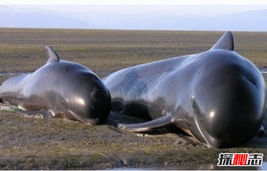 巨鲸集体自杀之谜，千头巨鲸搁浅沙滩一心寻死/寻找死亡快感