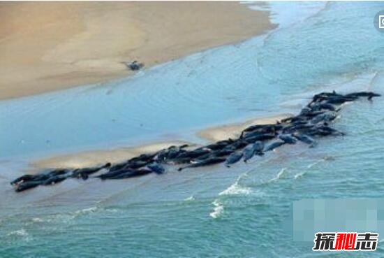 巨鲸集体自杀之谜，千头巨鲸搁浅沙滩一心寻死/寻找死亡快感