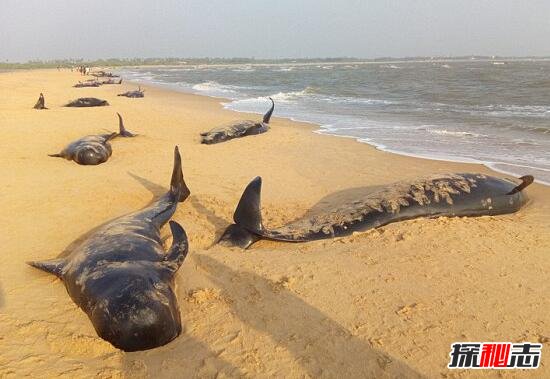 巨鲸集体自杀之谜，千头巨鲸搁浅沙滩一心寻死/寻找死亡快感