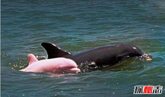 极为罕见的粉红瓶鼻海豚，全身都是粉色萌化人心