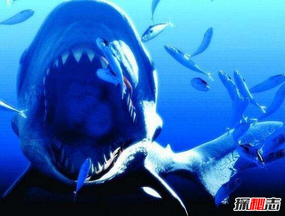 史前巨齿鲨生死谜，体长30米以鲸鱼为食(或未灭绝)