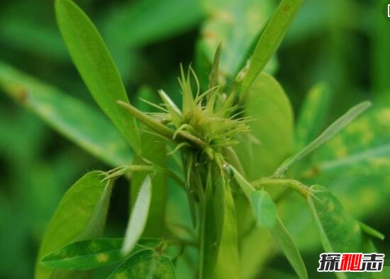 解析风流草的舞蹈，会跟随阳光而跳舞的植物(舞姿销魂)