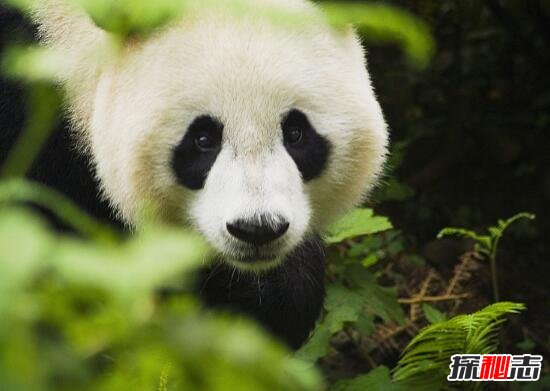 解析历史上大熊猫之迷，熊猫真名叫猫熊(中国最古老生物)