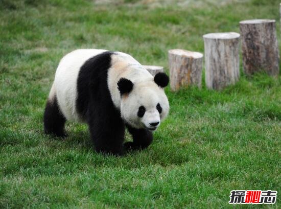 解析历史上大熊猫之迷，熊猫真名叫猫熊(中国最古老生物)