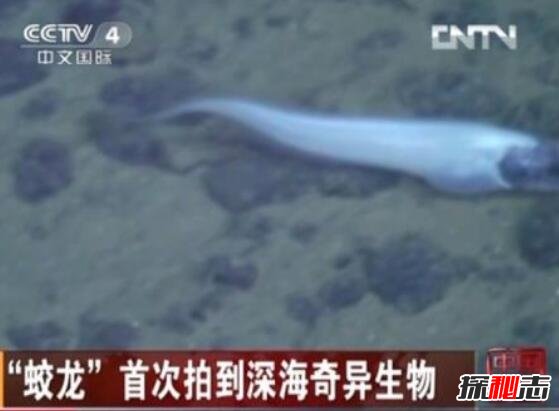 蛟龙号潜水员吓疯传说，海底惊现12米巨型真龙吓死人