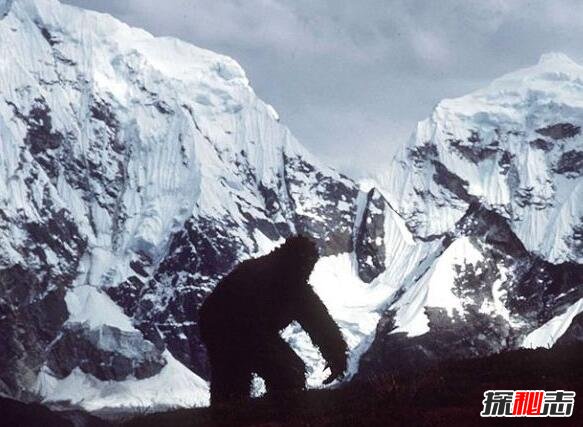 喜马拉雅山雪人之谜，已被证实是史前熊类(图片)