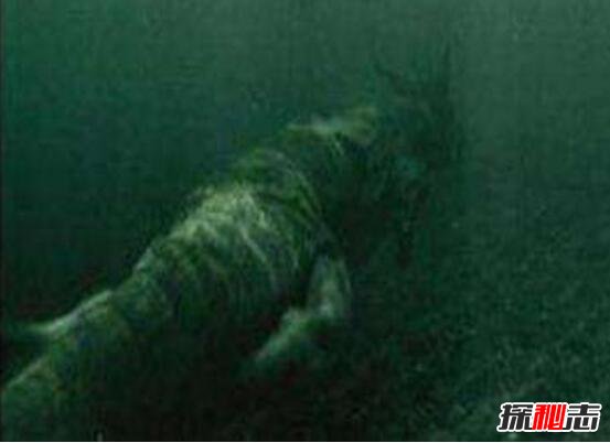 青海湖海底惊现12米巨型真龙，真龙图片曝光震惊众人
