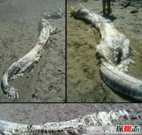 青海湖海底惊现12米巨型真龙，真龙图片曝光震惊众人