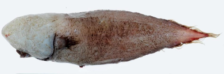 科学家发现百年未见的神秘＂无脸鱼＂
