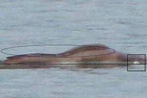 喀纳斯湖水怪真相大白，长15米重32吨的新型物种