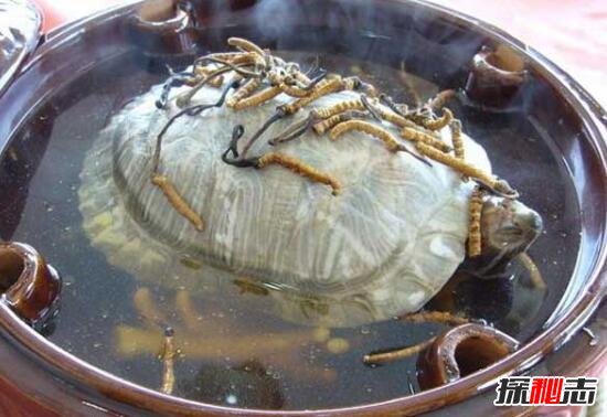 中国十大禁菜之铁板甲鱼，沸水煮鳖享受折磨的乐趣(变态至极)