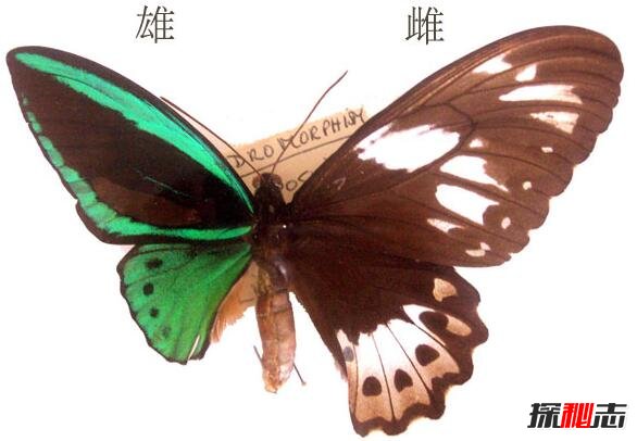 卡申夫鬼美人凤蝶，雌雄同体的阴阳蝶(价值160万)