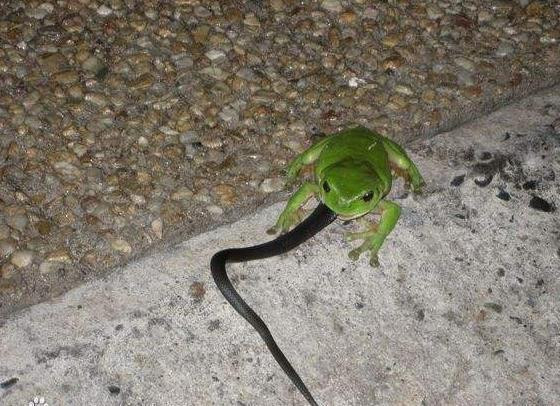 你见过“烟蛙吃蛇”吗？