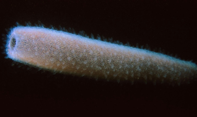 太平洋惊现 被称为“火热身体”的管状热带动物