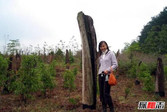 海边出现大量粉红怪蛋 或许是外星人留下的生物