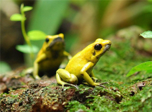 世界上最毒的动物 竟然是黄金箭毒蛙