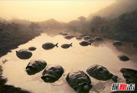 黄河巨龟事件，1965年在黄河发现巨龟是真的吗？