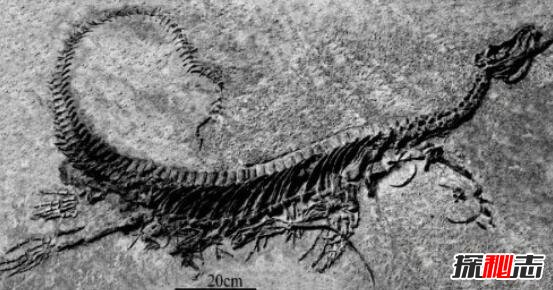 自然界第三种生物太古生物，极端环境依旧正常生存