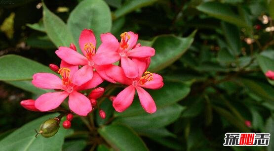 世界上花期最长的花，扶桑花日日樱一次开花看一年