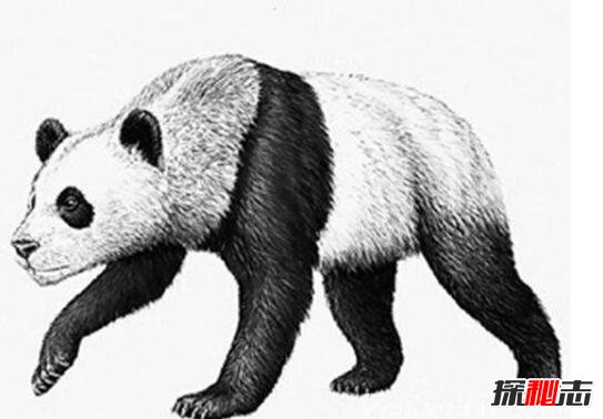 欧洲发现1000万年大熊猫化石，验证大熊猫祖先在欧洲