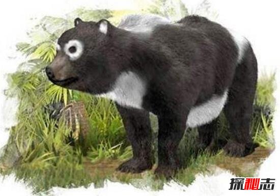 欧洲发现1000万年大熊猫化石，验证大熊猫祖先在欧洲