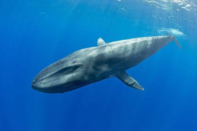 地球上最大的脊椎动物蓝鲸 蓝鲸的体积为何如此巨大?