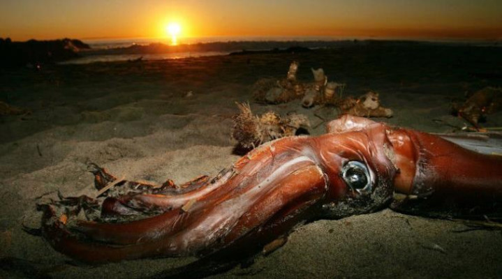 2007年发现成活的深海巨兽大王酸浆鱿 称为“怪兽”级别的深海生