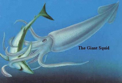 2007年发现成活的深海巨兽大王酸浆鱿 称为“怪兽”级别的深海生