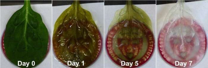 “菠菜心脏”与人体组织的结合 如何用菠菜叶脉来代替？