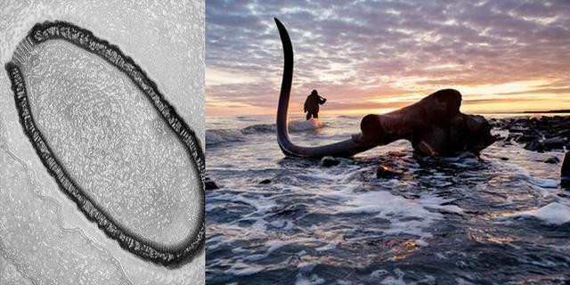 被冰冻3万年巨型病毒复活 人类将如何继续生存？
