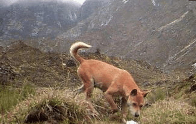 全世界最古老全世界最古老野狗---新几内亚高地野狗