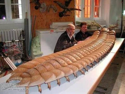 世界上最大的恐龙出现在阿根廷