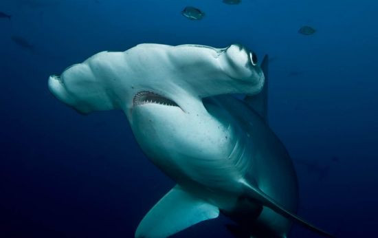 “海中狼”白鲨会病患癌症吗?科学家回答:不仅如此