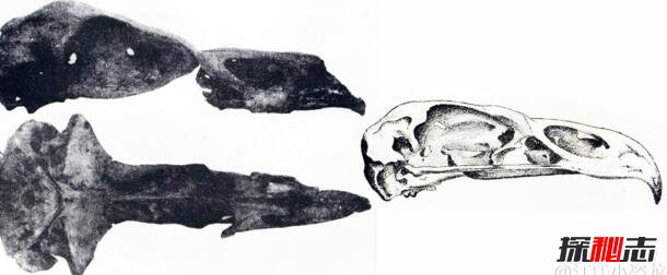 地球史上最大的鹰，哈斯特鹰翼展3.5米(500年前灭绝)