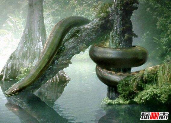 史前巨兽塞雷洪泰坦蟒，人类已知最大的蛇(长15米)