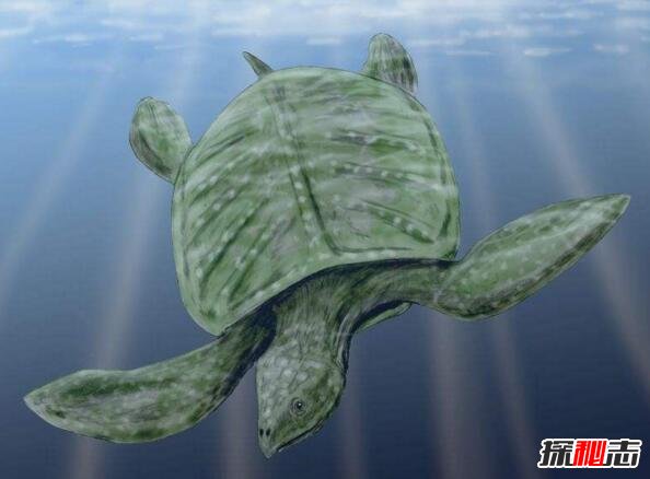 世界上最大的乌龟，棱皮龟海洋最大/象龟陆地最大(图片)