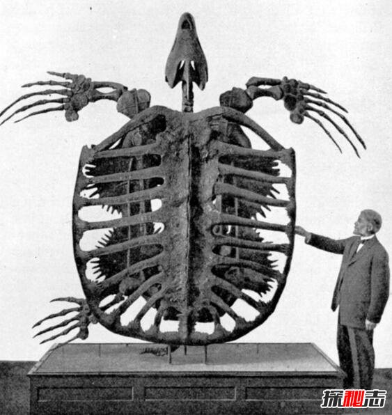 地球史上最大的海龟，古巨龟(体长4米重2.2吨)