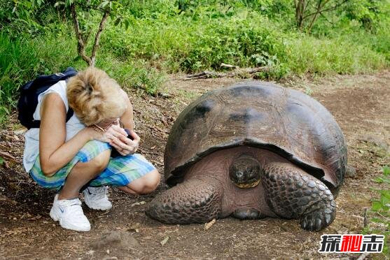 世界上最大的陆龟，加拉帕戈斯象龟(长1.5米能当坐骑)