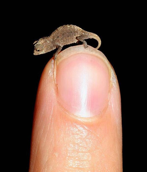 世界上极小的动物 有你熟悉的吗？